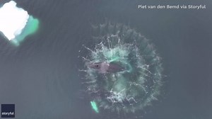 Whales create Fibonacci spiral of bubbles