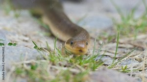 Portrait of Aesculapian snake (Zamenis longissimus, Elaphe longissima). Beautiful nonvenomous snake close up with shallow depth of field