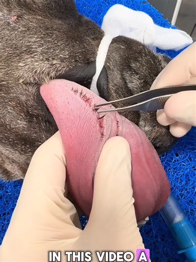 Vet Removes Fur from Dog's Tongue - Important Care Tips