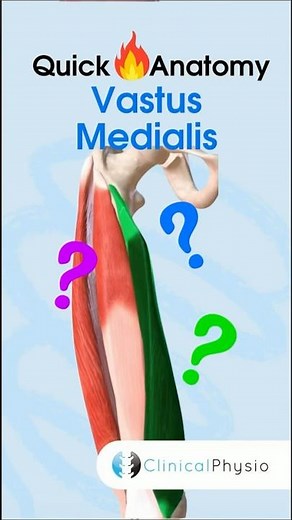 Vastus Medialis Anatomy #physiotherapy #physicaltherapy #quads #vastusmedialis #muscleanatomy
