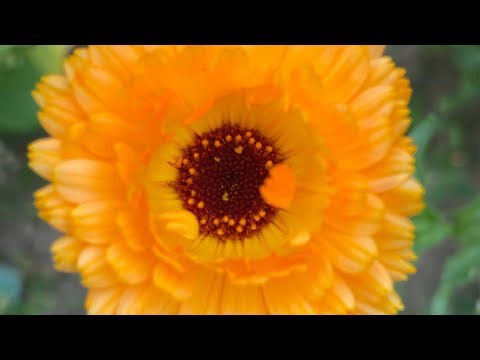 Traveler in Space | Mantra Baba nam kevalam | Kiirtan