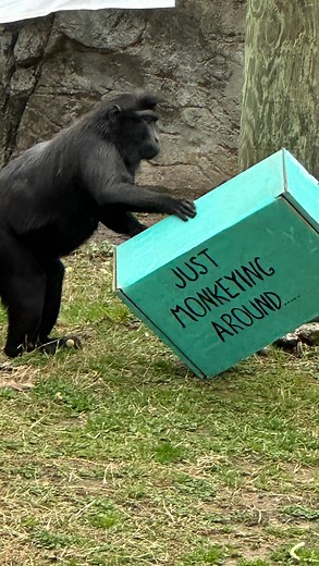 It’s World Macaque Day! Our plans? Monkeying around. 😁 Stop by Primate Canyon today to celebrate with our Sulawesi crested black macaques—Bajo, Lindberg, Lyla, Lola, and Marla! 🎥 Video by Keeper Hannah Special thanks to Keepers Audrey, Hannah, and Savannah for creating fun enrichment for their big day! #memphiszoo #macaque #monkey #fun #love #animals #worldmacaqueday | Memphis Zoo