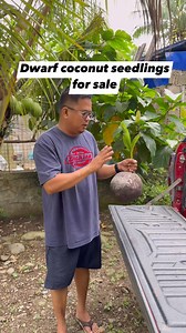 🌴 DWARF COCONUT SEEDLINGS FOR SALE! 🌴 Looking to start your own coconut farm or add high-quality seedlings to your property? We’ve got you covered! Our dwarf coconut seedlings are legit, healthy, and ready to thrive—perfect for home gardens, farms, or business ventures. ✅ Well-rooted and field-ready ✅ Carefully nurtured for strong growth ✅ Fruit-bearing in just 3 to 5 years ✅ Ideal for fresh coconut water, copra, and coco sugar business We take pride in delivering only the best-quality seedlin