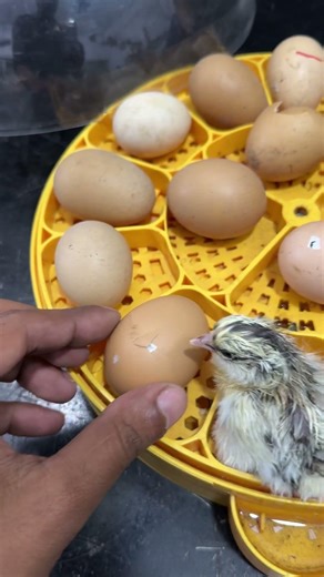 Opened Minor crack Egg - helping in hatching