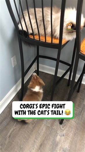 16K views · 157 reactions | That cat looks fed up  | Fluffy Animals | Facebook