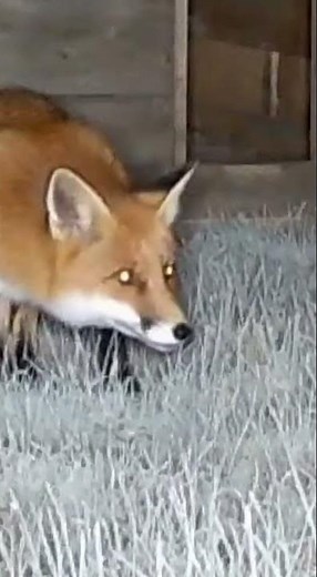 Fox Attacks Puppy! Unbelievable Ending! Watch the wild chase now #animals #wildlife #puppies