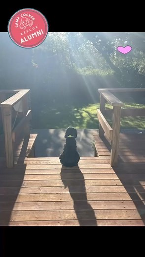 🎶 We love updates from our adopters! 🎶 | Camp Cocker Rescue
