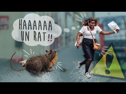 [PRANK] A Rat attacks people! 😅 / incredible - DIMI