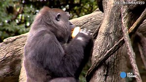 Gorillas go bananas over jack-o'-lanterns