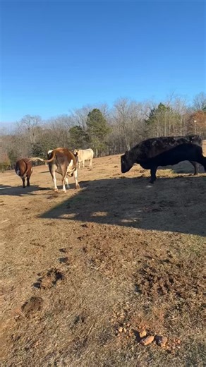 28 reactions · 4 comments | The herd was overjoyed to welcome Jupiter...