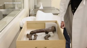 CT scans of SUE the T. Rex hope to reveal more about dinosaur's famously short arms