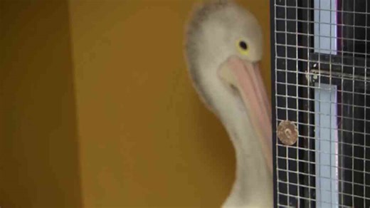 What happens when fishing line cuts off a pelican’s foot