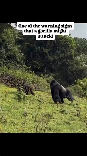 What does it mean when a silverback beats his chest? Chest-beating is one of the warning signs that a gorilla might attack, so it is important to stay away from its space when this happens. Gorillas also beat their chests as a sign of victory, especially after a fight. It can also be a way for a male gorilla to show strength and attract females. #fblifestyle | Jerry Adriko