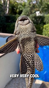 20K views · 352 reactions | Unboxing Saltwater Fish Mystery Box! | The Fish Guys | Facebook