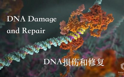 DNA损伤和修复（ DNA Damage and Repair）