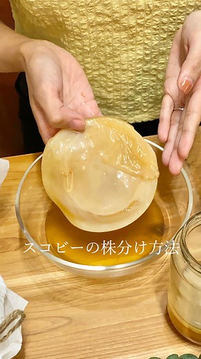mayuko katsumori┊自家製コンブチャ研究家 | スコビーの株分け方法をご紹介✨ 段々と層になってるので、 その分かれ目を直接手で割きます！ 必ず清潔な手でやってくださいね🥂 株分けの際に、 食べてはいけないものなどもあるので 詳しくはレッスンでお伝えしますね😉✨ #スコビー #スコビー菌 #スコビー株分け #スコビー株... | Instagram