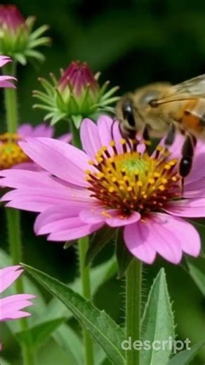 A Busy Day of Bees and Honey | A Sweet Nature Adventure for Kids