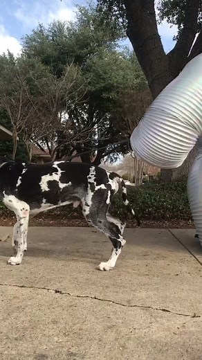 Dolly Parton Slinky Dance Routine at Work