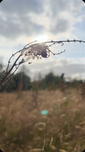 We cannot own the land. The earth breathes in - we are born. She breathes out - we die. WWW.WEARETHEARK.ORG #wearetheark #nature #irish #naturerestoration #gardening #earth #wildlifegardening #ecosystemrestoration | Mary Reynolds. Nature activist and reformed landscape designer