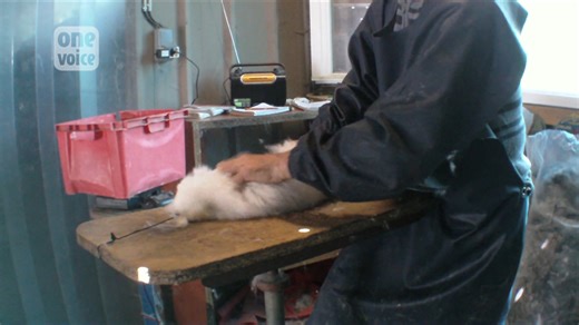 COME SI PRODUCE LA LANA D'ANGORA? L'angora è un tipo di lana considerata pregiata e prodotta con il pelo del coniglio d'angora. Questo coniglio, originario della Turchia, è di colore bianco e coperto da un pelo lungo e morbido. L'angora si viene prelevata dai conigli vivi spiumandoli o tosandoli. Il primo caso è il più usato perchè permette di ottenere una lana commercialmente migliore. Il 90% dell'angora mondiale proviene dalla Cina. 🌱 Non acquistare mai più capi o altri oggetti realizzati con