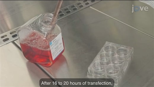 SARS-CoV-2 伪型病毒生产及血清中和试验