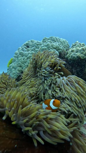 Exploring the Great Barrier Reef with Clownfish and Coral Wildlife