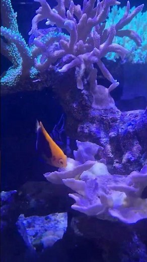 Flame-back angel aquarium fish,,,