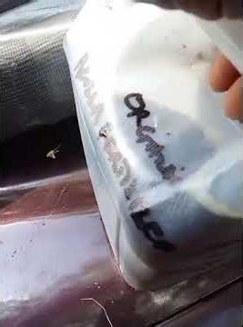 08033193602 Azolla pond net, Azolla fertilizer, Azolla plants delivered to Uyo, Akwa Ibom #azolla