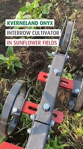 Footage from sunflower fields in Ukraine, with the inter-row cultivator #Kverneland Onyx! 🤩 See how the Kverneland Lynx Guidance Interface automatically controls the weeder - for precise and efficient weeding right up to the crop line. 🌱🕵️ | Kverneland UK