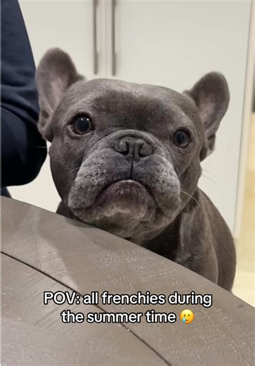 ☀️ Summer calls for extra care when it comes to our Frenchies. 🐾 Because of their flat-faced anatomy, they’re much more prone to heatstroke and breathing difficulties. Avoid walks during the hottest hours of the day, keep them hydrated, provide plenty of shade, and never leave them in a parked car even for a few minutes. A few simple precautions can make all the difference in keeping your Frenchie safe and happy this summer. 💙 #dogmom #frenchiesoftiktok #frenchiemom