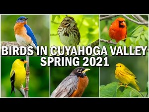 BIRDS IN CUYAHOGA VALLEY NATIONAL PARK & SOUND SPRING 2021 | SINGING BIRDS IN 4K | BIRDING IN OHIO