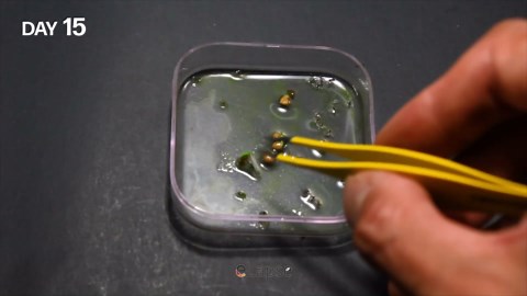 Guava plant time-lapse: Seed to sapling in 107 days | Growing Psidium guajava