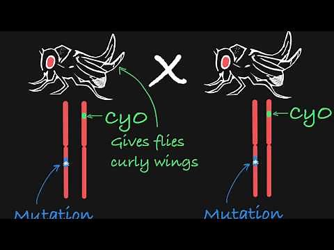 Balancer Chromosomes Explained