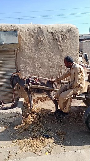 Donkey and Person: A Serene Rural Interaction