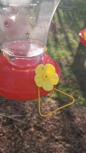 DIY Hummingbird Perch: Jennifer Todd Blender Tutorial