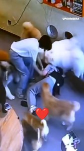 1.7M views · 19K reactions | In pochi secondi la ragazza si è vista circondata da code e slinguazzate ♥️  | Il Kiwi | Facebook