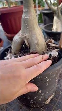 Repotting My Desert Rose | Step-by-Step