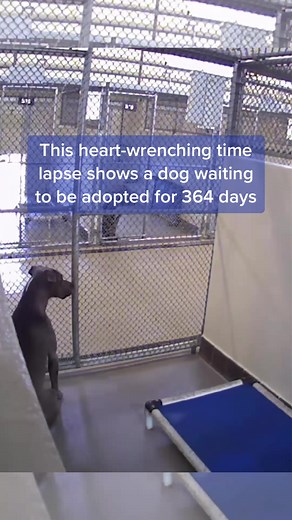 7-Year-Old Terrier Mix Sophie Finds a Home After 364 Days at Florida Shelter