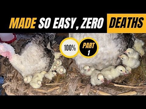 how to manage young turkey chicks Part 1