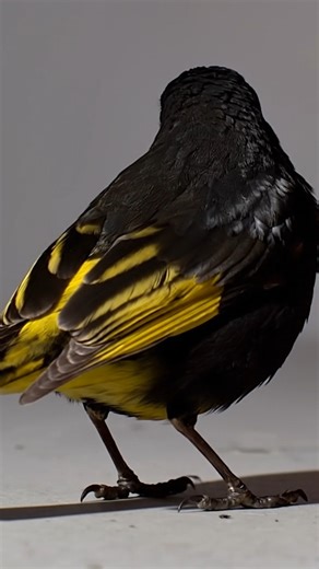 NEW ARRIVAL THE BLACK SISKIN 🖤 | New York Bird Supply