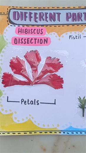 dissection of hibiscus flower, different parts of flower
