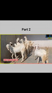 2.8K views · 73 reactions | Part 2 #goatfarming #goatloversindia #goatfarm #bakripalan #gulabigoatfarm #बकरीपालन #बकरीपालनइंडिया | Explore WITH GP | Facebook