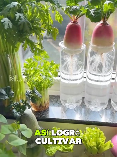 Aprende a cultivar tus alimentos 🍅🥬 en tu propia huerta hidropónica en casa #huertoshidroponicos #huertourbano #agriculturaorgánica #hidroponialatinoamerica #Hidroponía #hidroponia