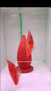 14 reactions | Discus Sanmerah e Alenquer 13-14cm disponibili in negozio. Per informazioni scrivete in privato o mandate un messaggio su WhatsApp al 3428732515. | I Discus di Cannilla The Royal Discus Riproduzione e Allevamento Italiano | Facebook