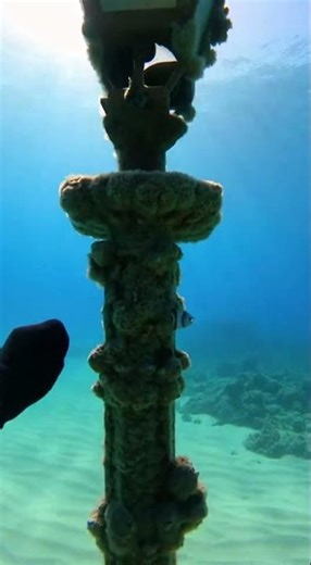 Diver Finds a Street Lamp Standing on the Seafloor 💡