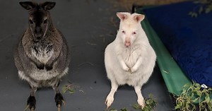 Denver Zoo rescues more than 100 animals from closed SeaQuest aquarium