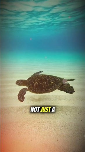 Turtles – Shell Sensation #AnimalFacts #WildlifeFacts #DidYouKnow #AmazingAnimals #FunFacts