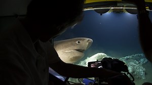 BBC One - Blue Planet II - First whalefall study in the deep Atlantic