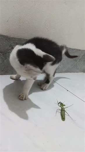 My Cat Caught Its First Praying Mantis 😳🐱🦗