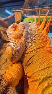 Chillin in 4K today at The World Famous Lizard Lounge #pet #pets #animals #foryou